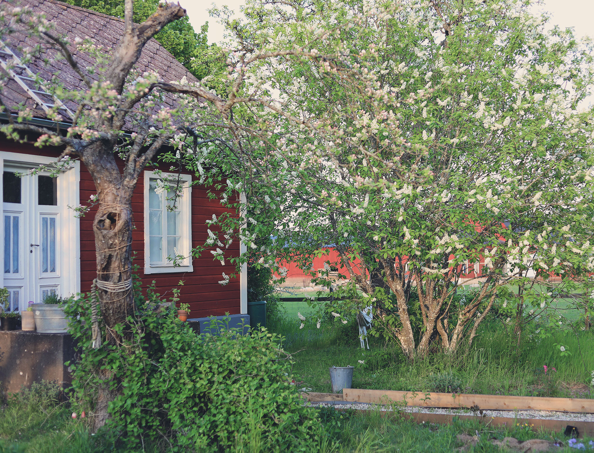 Gotland torp trädgård hägg